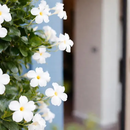 Frontemare E Elisabetta 4* Cesenatico